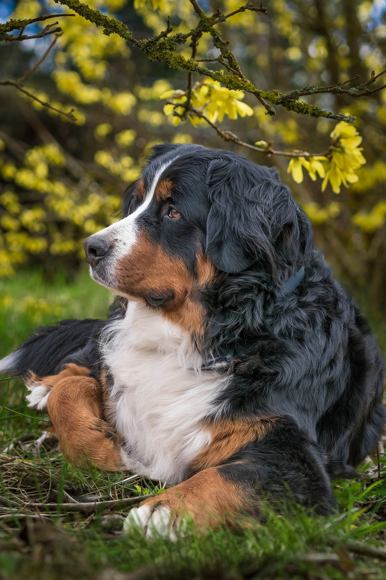 bernese-mountain-dog-7928162_1920