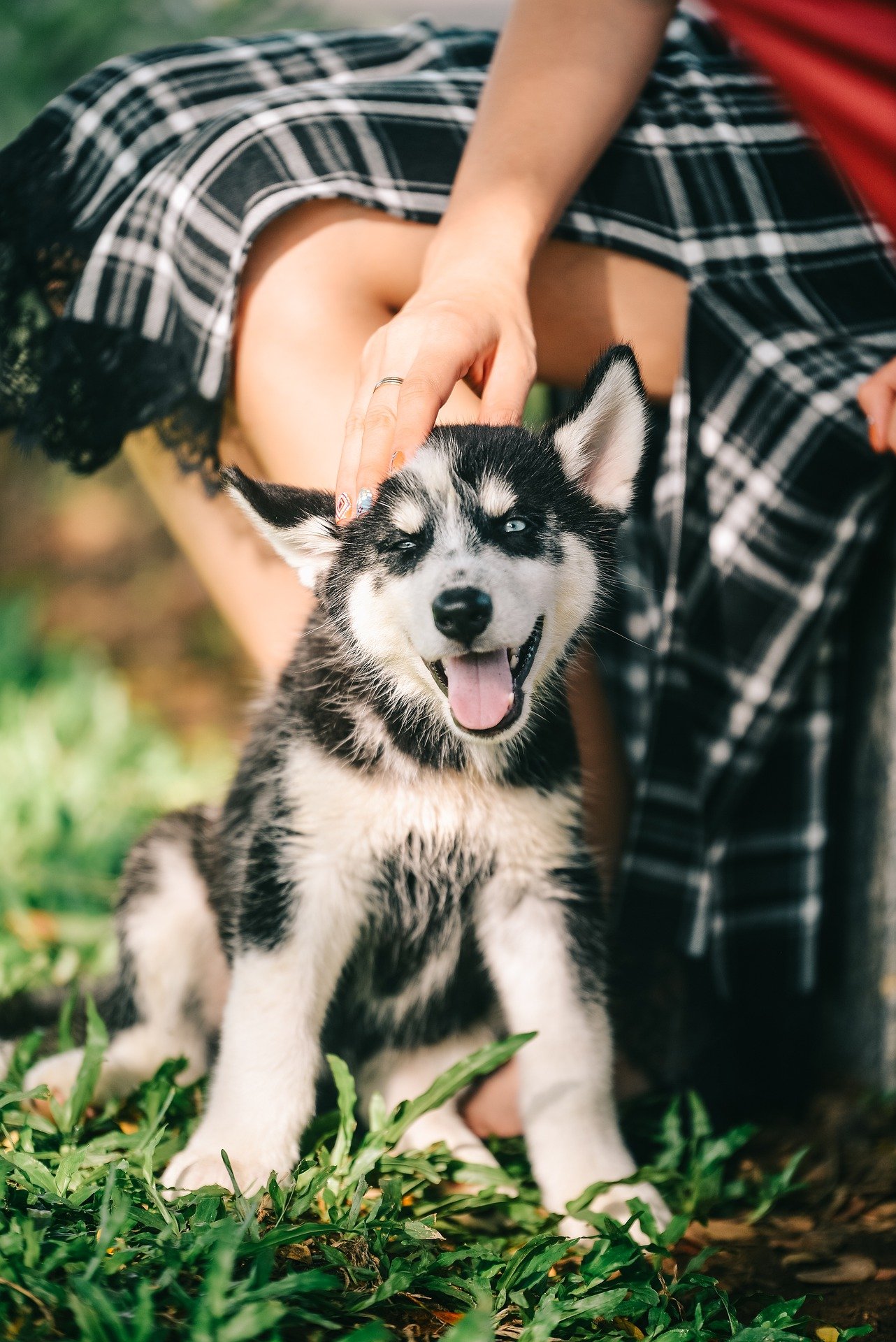 dog-7691238_1920