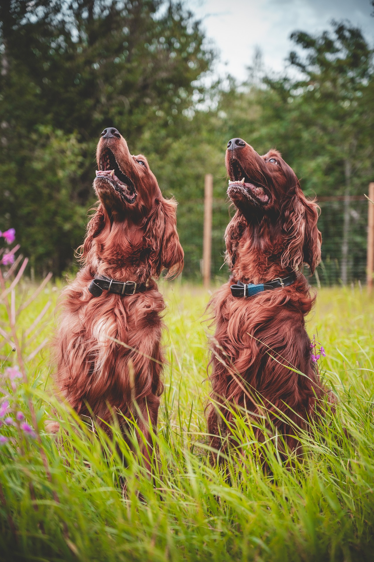 dogs-8203159_1920