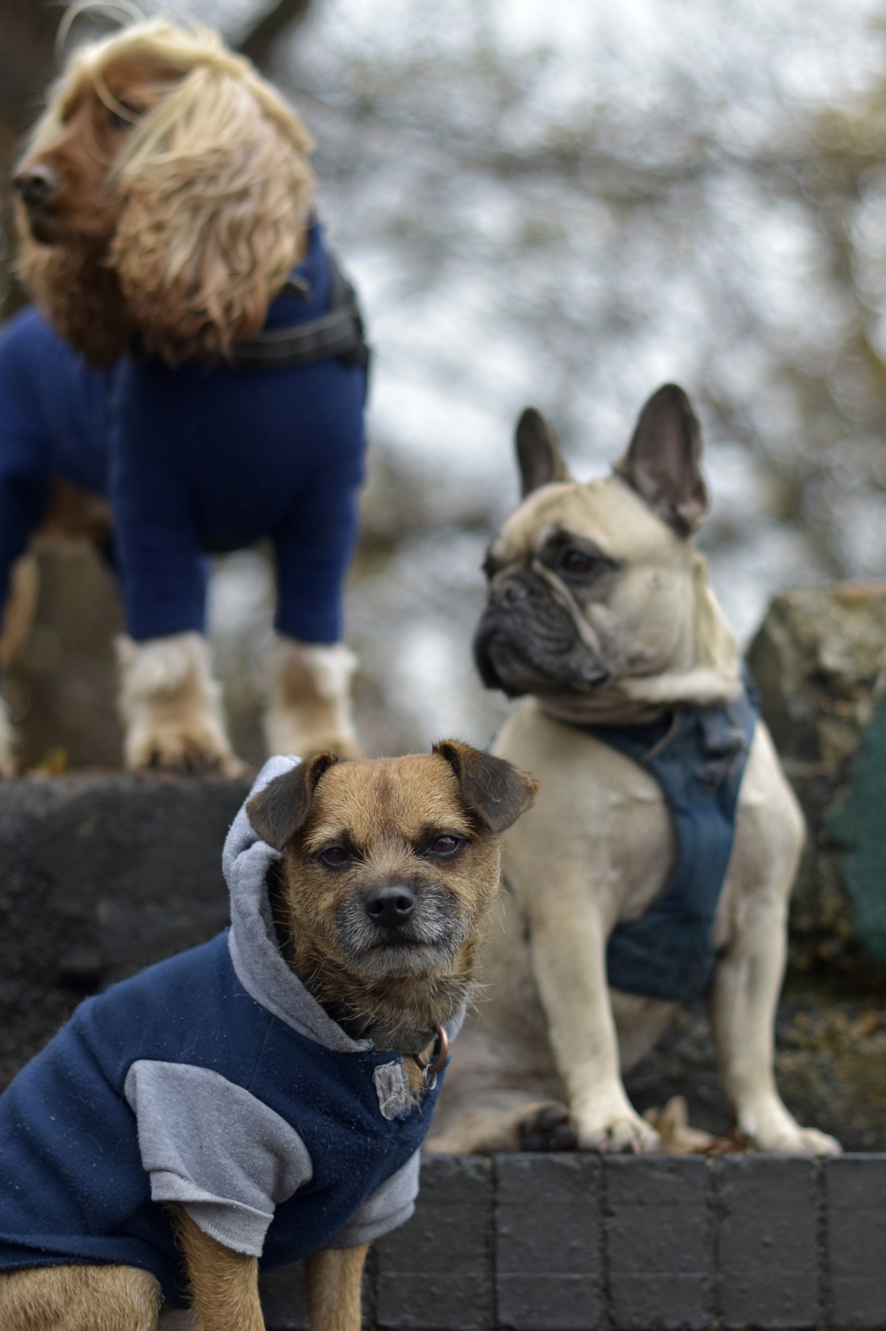 dogs-8432097_1920